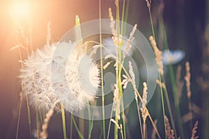 Fluffy dandelion, close-up, soft focus. Toning in the style of instagram