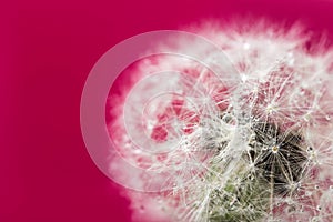 Fluffy dandelion with dew drops on a pink background. Soft ball of dried flower seeds