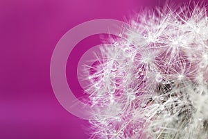 Fluffy dandelion with dew drops on a purple background. Soft and gentle dry flower seeds.