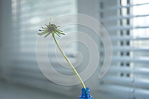 Fluffy dandelion flower in blue vase on the windowsill. Jalousie in blurred background