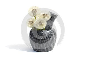 Fluffy dandelion flower after flowering stands in a mortar to grind spices