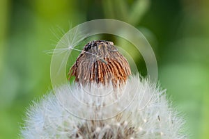 Fluffy dandelion flower with little seed blowing out from the bud in the garden macro