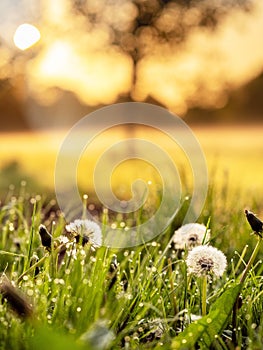 Fluffy dandelion flower in a park field at sunrise. Beautiful nature scene. Light and easy mood. Calm and warm atmosphere.