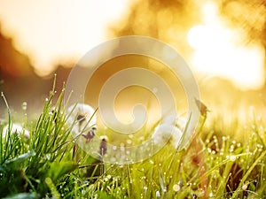 Fluffy dandelion flower in a park field at sunrise. Beautiful nature scene. Light and easy mood. Calm and warm atmosphere.