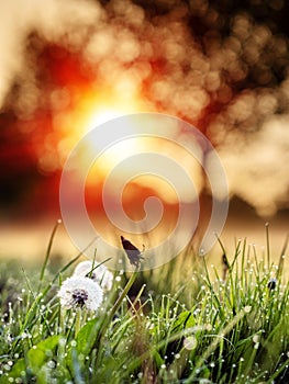 Fluffy dandelion flower in a park field at sunrise. Beautiful nature scene. Light and easy mood. Calm and warm atmosphere.