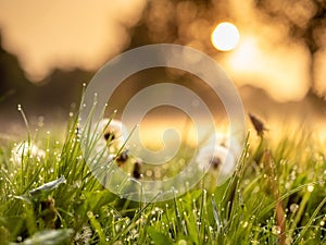 Fluffy dandelion flower in a park field at sunrise. Beautiful nature scene. Light and easy mood. Calm and warm atmosphere.