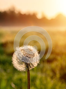 Fluffy dandelion flower in a park field at sunrise. Beautiful nature scene. Light and easy mood. Calm and warm atmosphere.