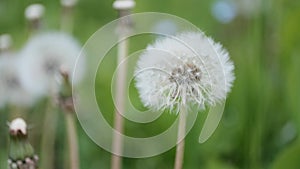 Fluffy dandelion flower seed heads swaying in the wind on the meadow