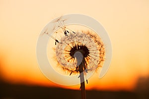 Fluffy dandelion flower at sunset meadow