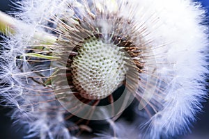 fluffy dandelion flowers with light small seeds on blue sky background