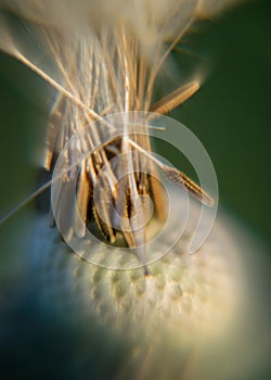 Fluffy dandelion fluff and dew drops, blurred details, close up