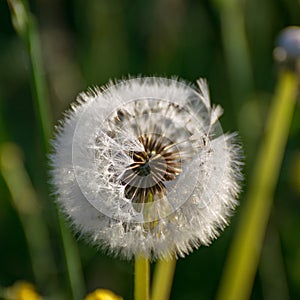 Fluffy dandelion fluff and dew drops, blurred details, close up