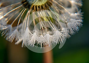 Fluffy dandelion fluff and dew drops, blurred details, close up