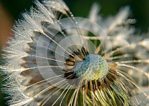 Fluffy dandelion fluff and dew drops, blurred details, close up