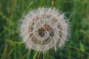 Fluffy dandelion fluff in a green meadow