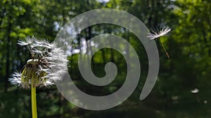 Fluffy dandelion with flying feathers on the background of the forest macro photography