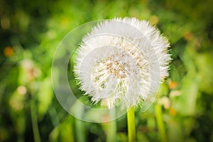 fluffy Dandelion on a green grass background. Air dandelion closeup., white