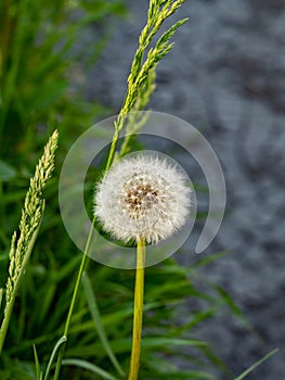 Fluffy dandelion and green herb closeup