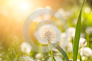 Fluffy dandelion growing in field at sunset. Summering or spring natural background