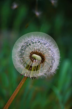 Fluffy dandelion head on a background of green grass.