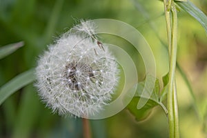 Fluffy dandelion head with seeds. Spring dandelions with green leaves. Dandelion seeds on a soft blurred background in spring. Sel