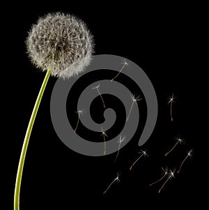 Fluffy dandelion head on stalk and flying seeds isolated on black background