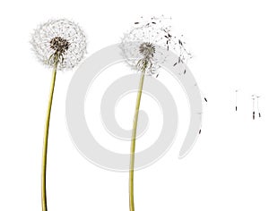 Fluffy dandelion head on stalk and flying seeds isolated on white background