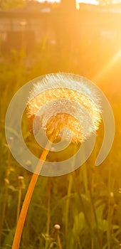 Fluffy dandelion in the light of the sun and the setting rays. Dew drops on fluff. Coloring screensaver