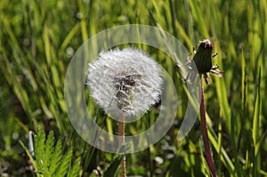 fluffy dandelion with seeds on a background of green grass
