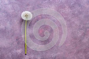 Fluffy dandelion with seeds on a beautiful abstract background, copy space, top view. Abstract pink-purple background.