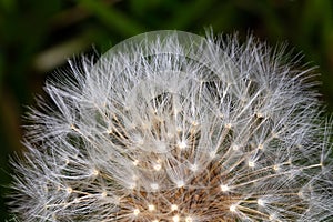 Fluffy dandelion. The seeds of a dandelion.