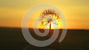 Fluffy dandelion in the sun. Blooming dandelion flower in man hand at sunrise. Close-up. Dandelion in the field on the