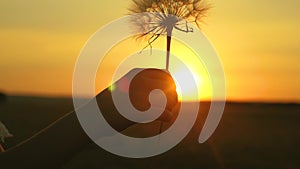 Fluffy dandelion in the sun. Blooming dandelion flower in man hand at sunrise. Close-up. Dandelion in the field on the