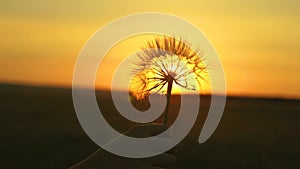 Fluffy dandelion in the sun. Blooming dandelion flower in man hand at sunrise. Close-up. Dandelion in the field on the