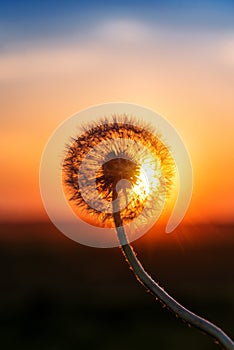 Fluffy dandelion on sunset