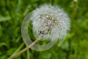 Fluffy dandelion,top view,close-up.Plant in the grass.