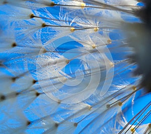 Fluffy dandelion umbrellas in close-up on a blue sky background. Abstraction, background