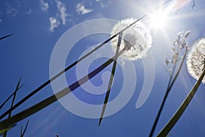 Fluffy dandelions backlit