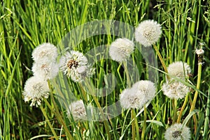 Fluffy dandelions