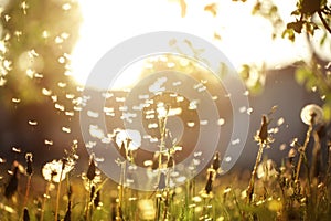 Fluffy dandelions glow in the rays of sunlight at sunset in nature field. Beautiful dandelion flowers in spring meadow