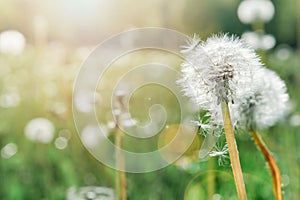 Fluffy dandelions glow in rays of sunlight at sunset in nature on meadow. Beautiful dandelion flowers in field close-up in golden