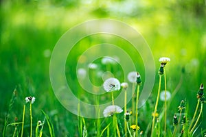 Fluffy dandelions among green lush grass