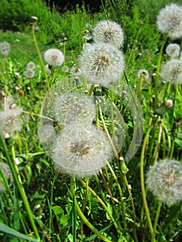 Fluffy dandelions