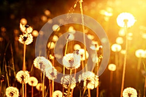 Fluffy Dandelions At Sunset