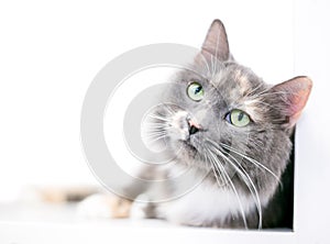 A fluffy Dilute Calico domestic medium hair cat with green eyes