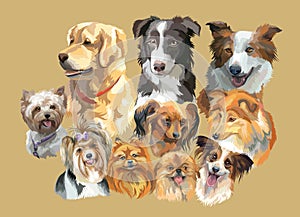 Fluffy dog breeds