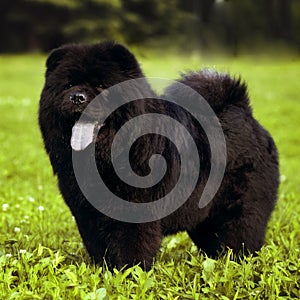 Fluffy dog breeds Chow Chow black walks in the summer.