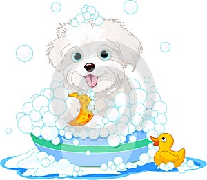 Fluffy dog having a bath