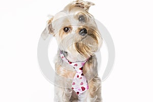 Fluffy dog with a hearts tie listening
