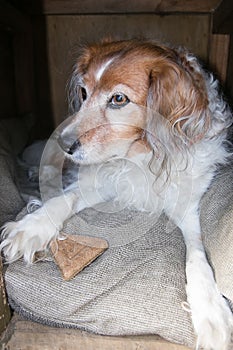 Fluffy dog in kennel with dog biscuit